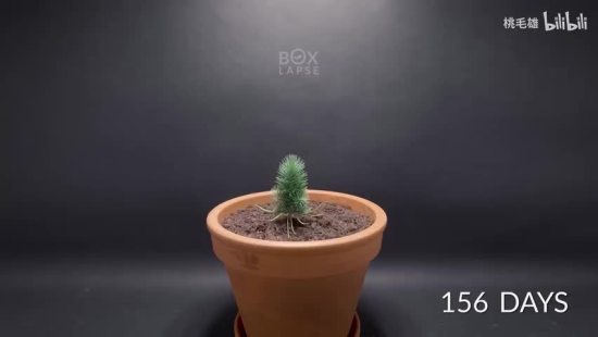 拍摄植物长达15年 时间延时剪辑 - 001 - 拍摄植物长达15年 时间延时剪辑